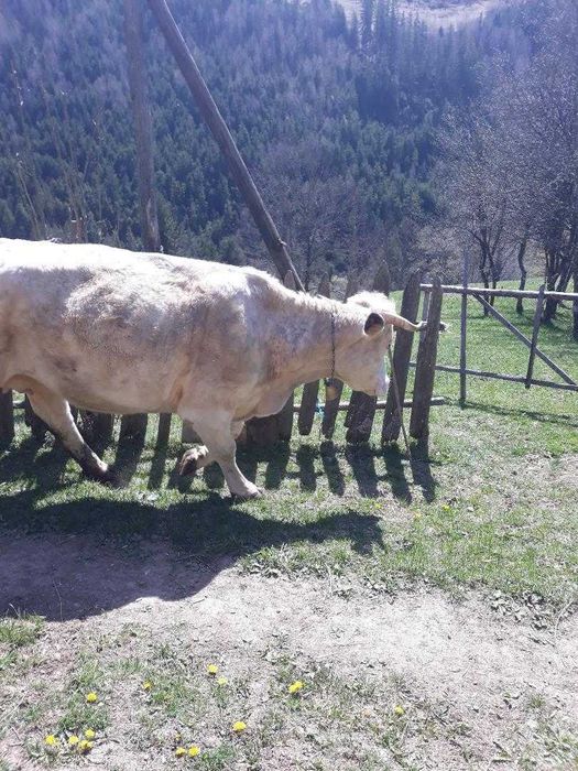 Vând vaca româneasca