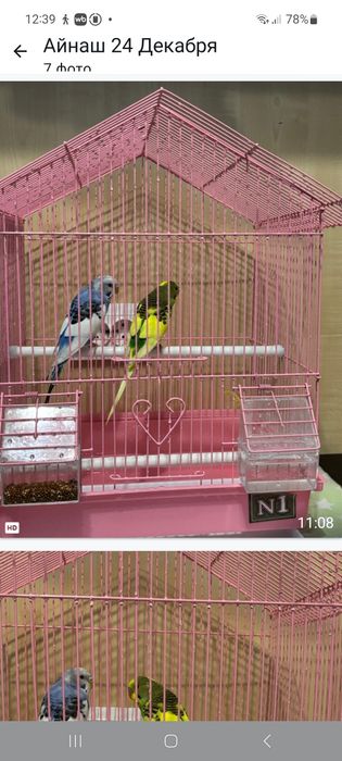 Продам попугайчиков ..