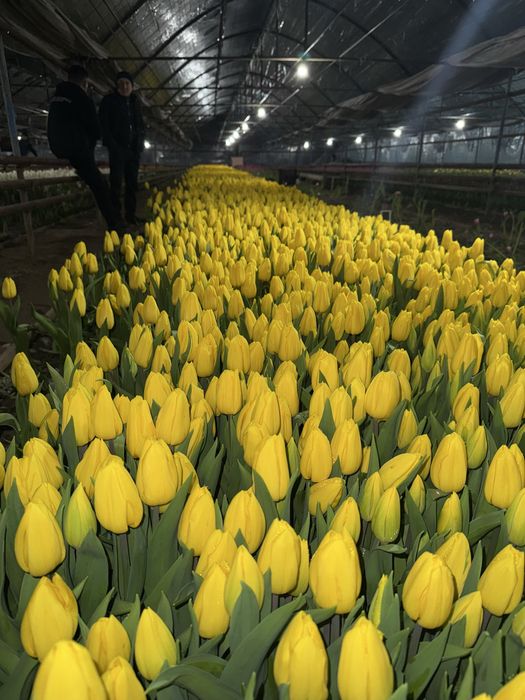 Тюльпан крупный.