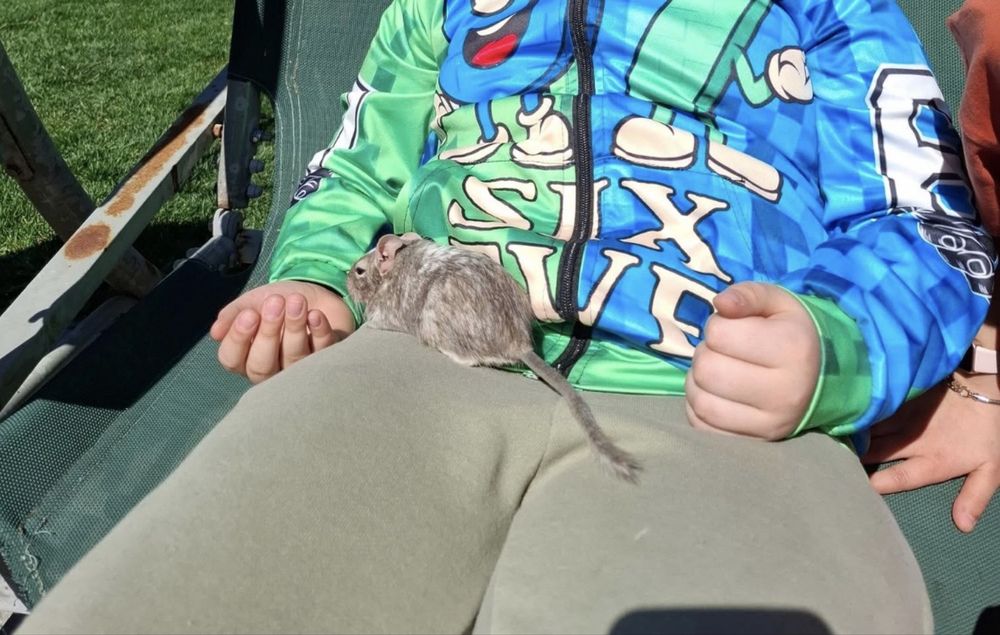 Căutăm o familie iubitoare pentru cei 4 degu ai noștri!