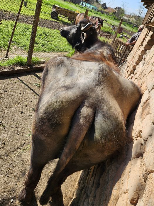 БИВОЛИЦА, на второ теле, на 8 месеца заплодена.