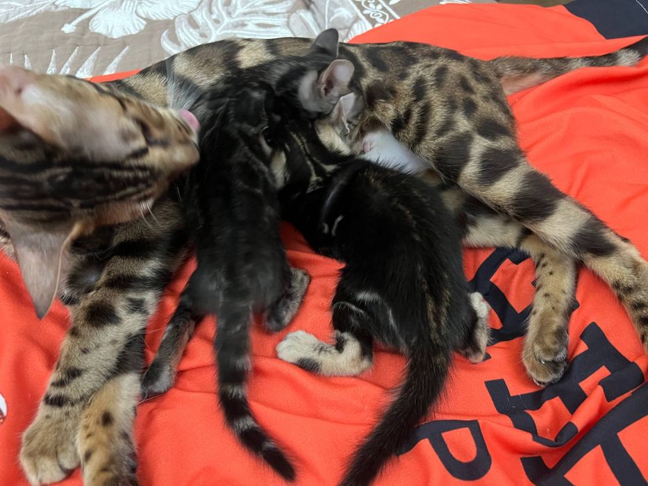 Бенгальский котята