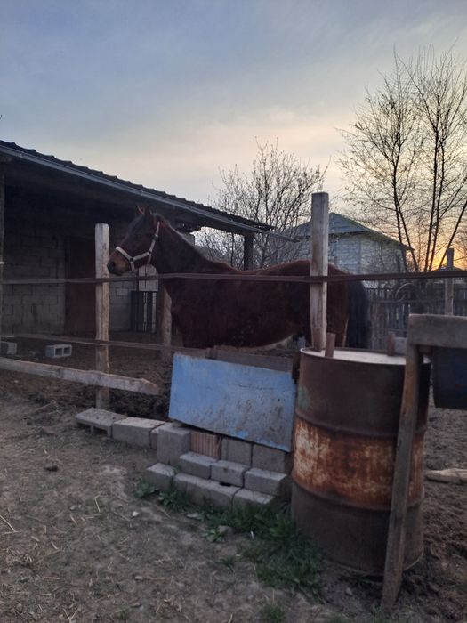 Тай сатам , продам тайчик