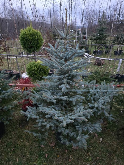 Brad argintiu cu radacina