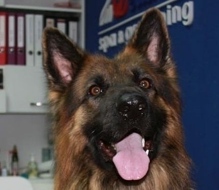 Немецкая овчарка на вязку