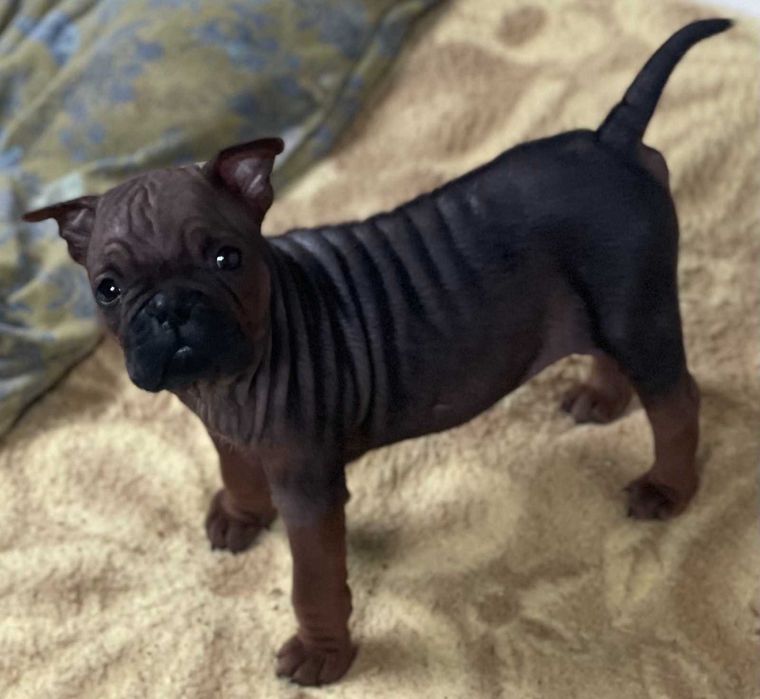 Chongqing Dog. Китайски булдог.
