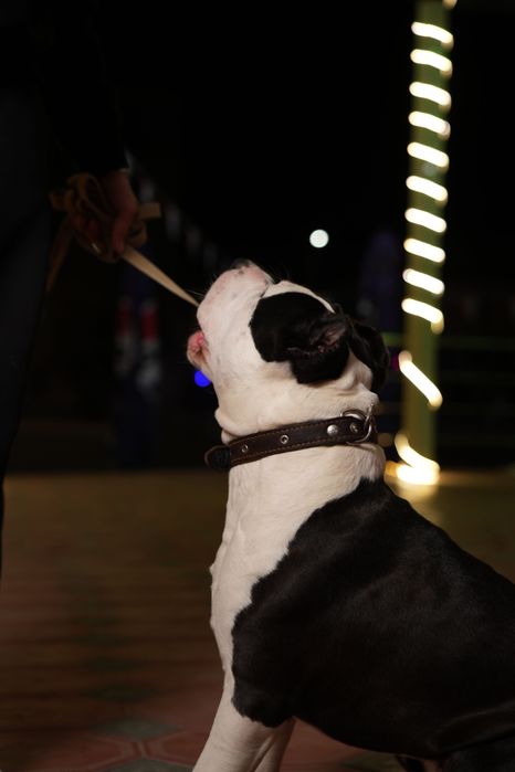 Собака чистокровный королевский Стафф на вязку