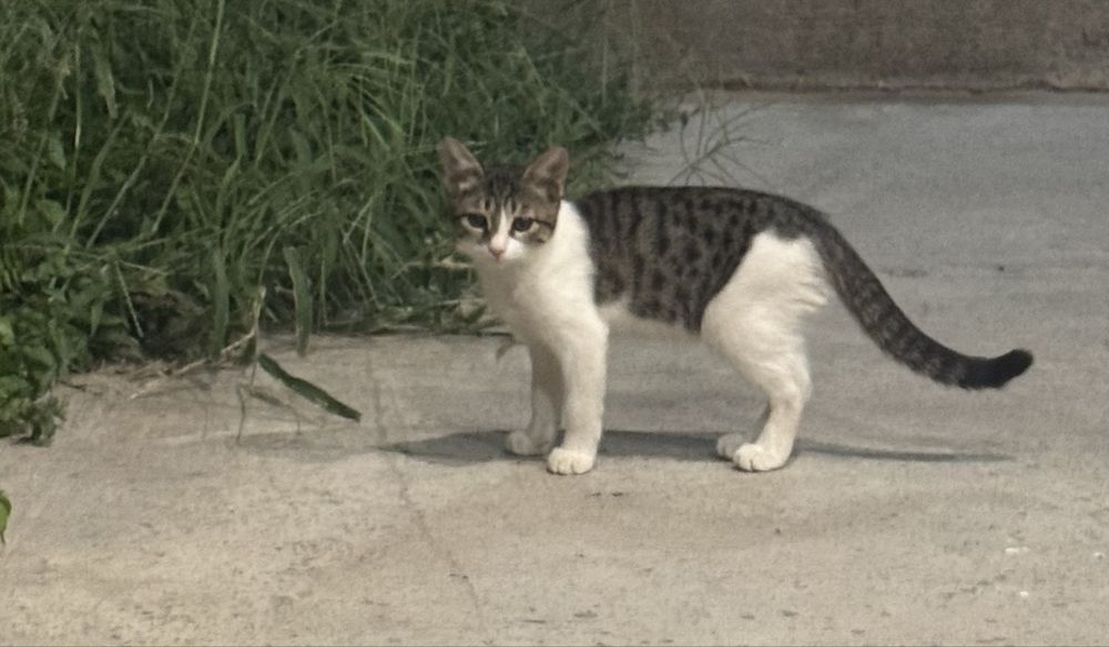 Mushuk bolalari 3 ta bor