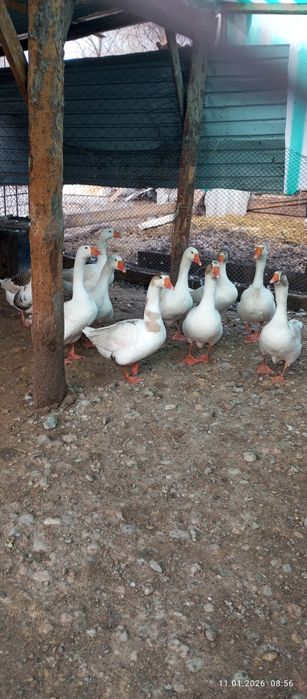 Продаю гусей и уток