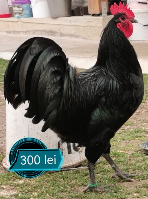 Cocoși Australorp