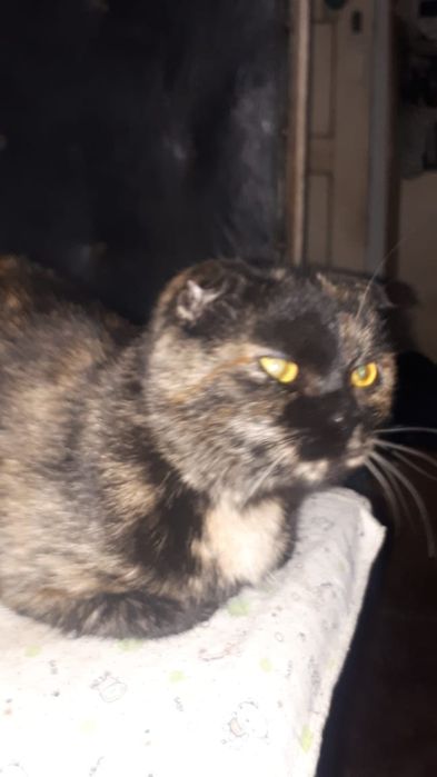 Продам кошечку
Можете опубликовать 
Срочно с причиной переезда прода