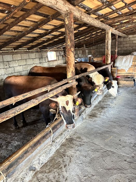 Продам откорм бычки. 14 голов. 2 года