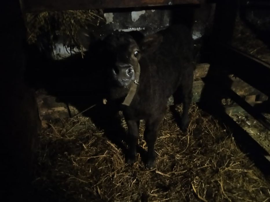 Телочка 70000 то возможен торг