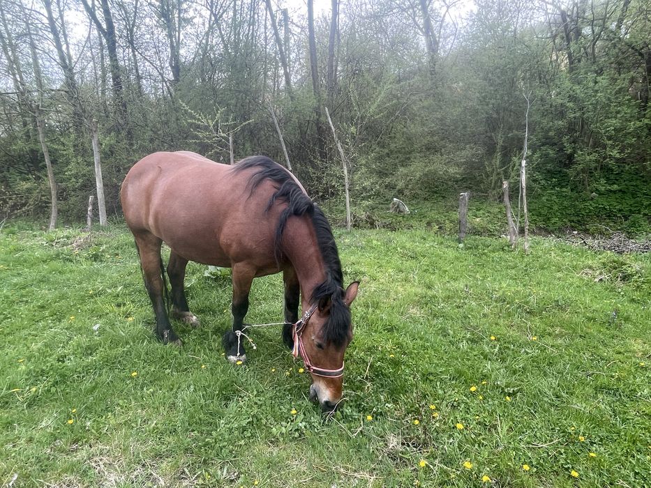 Vand iapă semi-grea  varstă 6 ani 0729381659