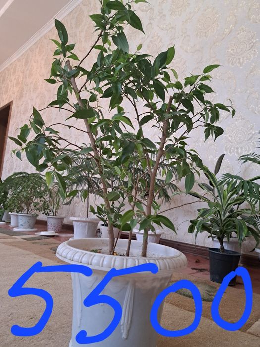 Продам комнатные растения  г