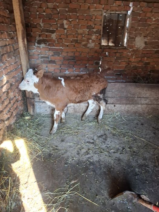 Vițea și tractor de vanzare