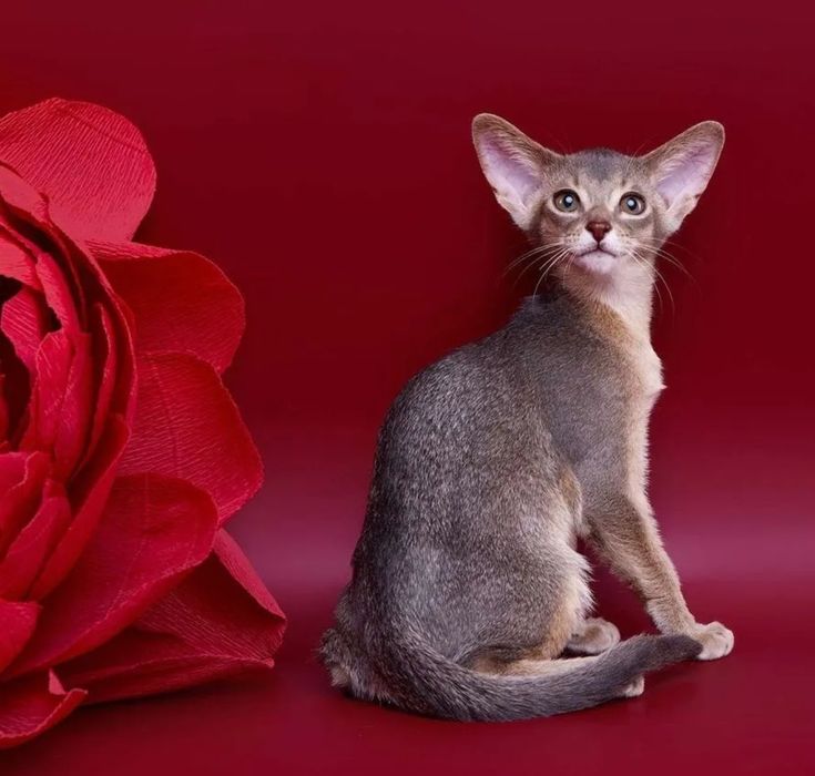 Абиссинские  котята шоу класса