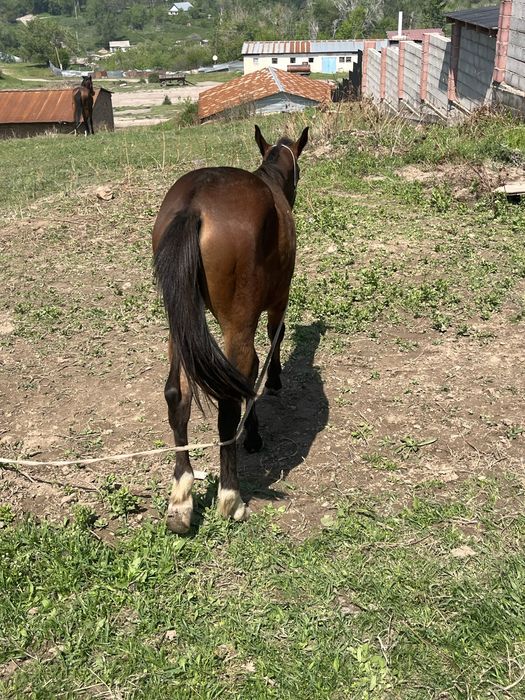 Продаётся отличная кобыла бие с тайчиком