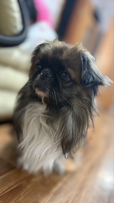 Пекинес для вязки