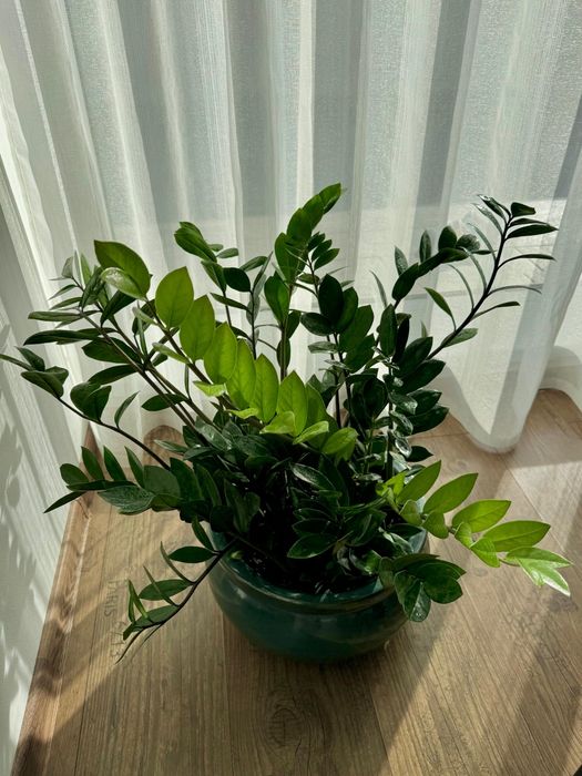 Zamioculcas ghiveci ceramic