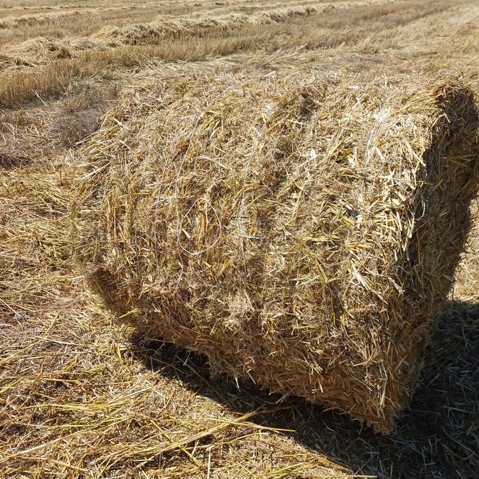 Продам солому пшеничная.
