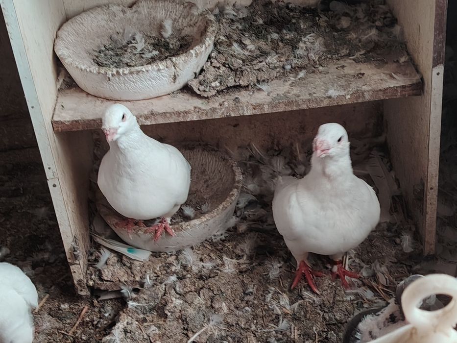 Desfiintez porumbei de rasă  pret foarte bun pentru toti