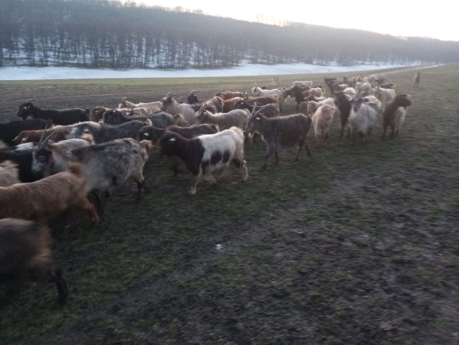 Vand 100 capre tinere si productive