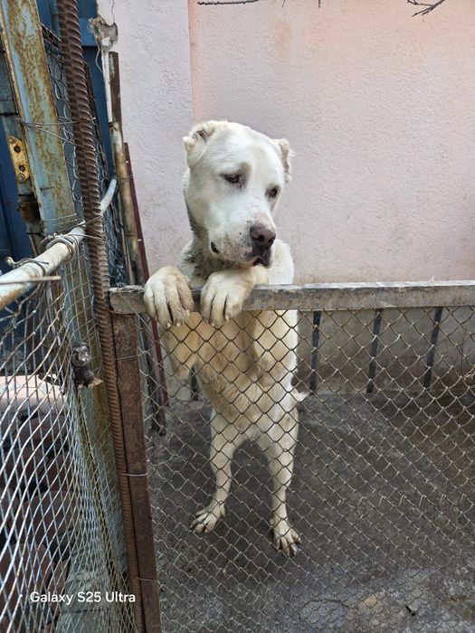 Продам туркменского алабая 10 месяцев