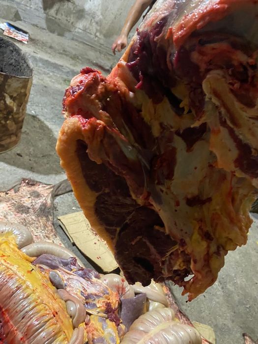 Мясо молодняк Конина Говядина