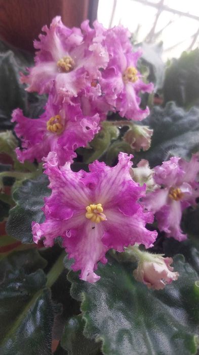 продам цветы -фиалки