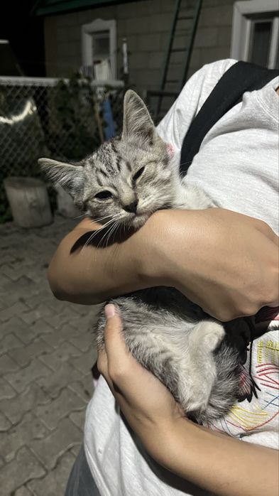 Отдам в добрые руки котят