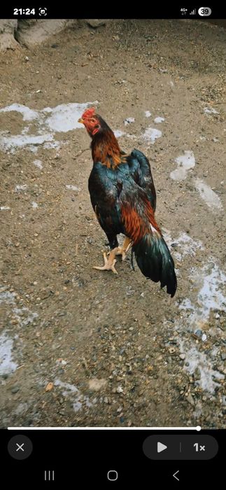 Продам молодого петушка