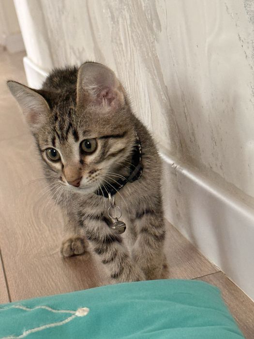 Котёнку 4 месяца, приучен к туалету.
