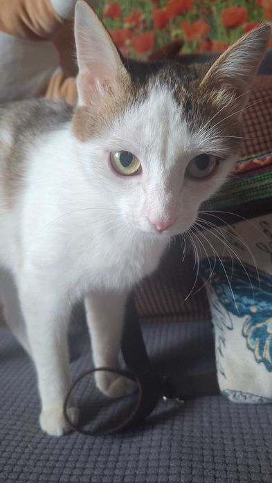 Отдам кошечку в хорошие руки