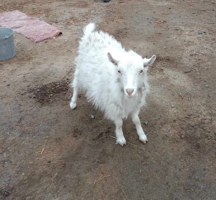 1 жастагы ешки сатылады