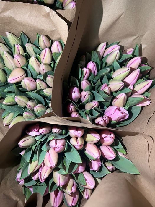 Продам голландские тюльпаны