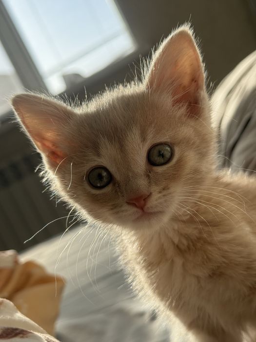 Продаю в хорошие руки котенка