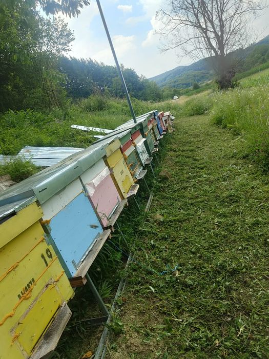 Se vinde 17 famili de albine in judetul Bistrița Năsăud