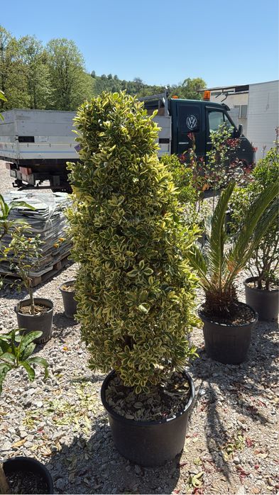 Vand plante ornamentale calitate extra