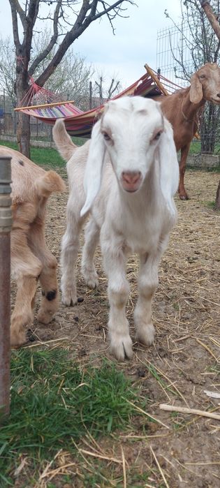 De vânzare țăpic  anglo-nubian