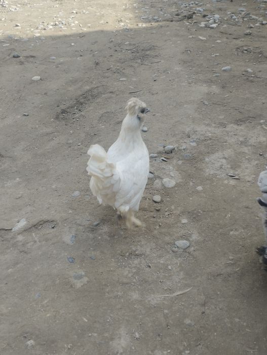 Япон товуклар сотилади, срочно. Хамаси бирхел ёшда, яни 6 - ойда