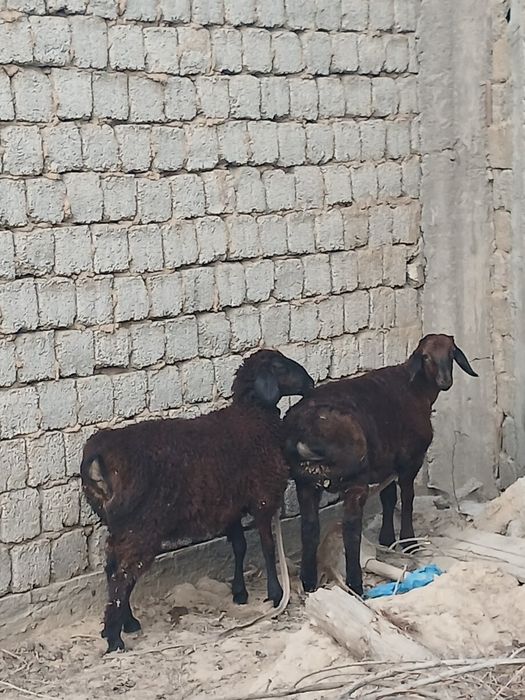 Sotiladigan qo'ylar  bor