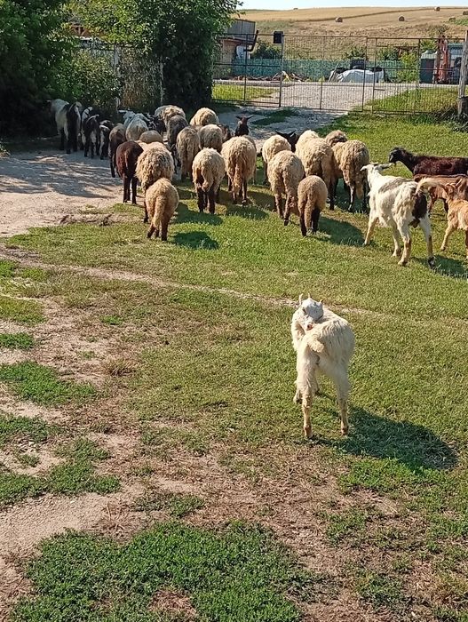 Disponibile oi cu miei ,Capre cu iezi!