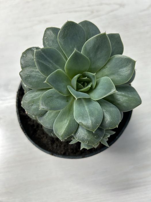 Продам комнатные цветы