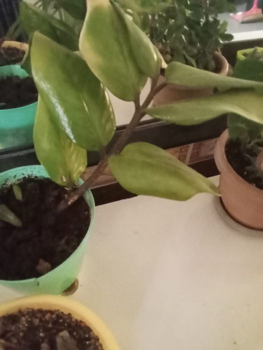 Продам цветы комнатные