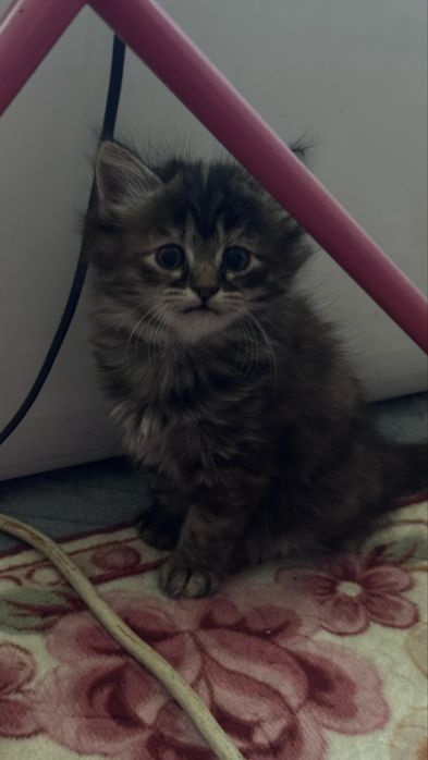 Отдам котят в добрые руки