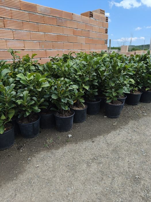 Лавровишна около 50 см цена 10 лв