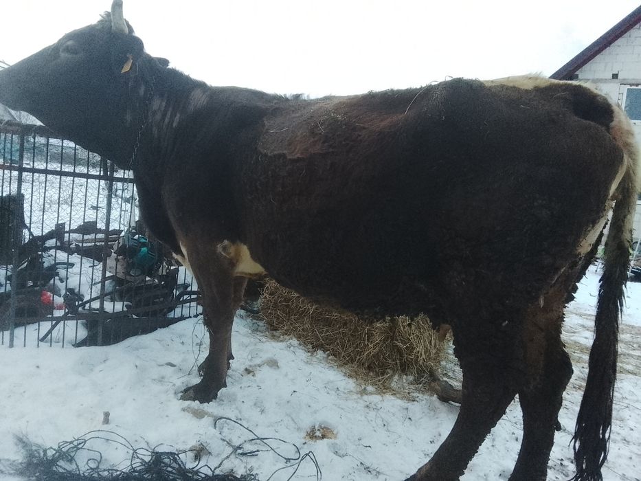 Vnd vaca bruna gestante an 8 luni SI jumătate SI vine cu al 4 vițel ai