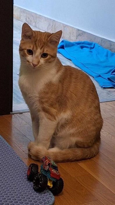 Търсим дом за Арти