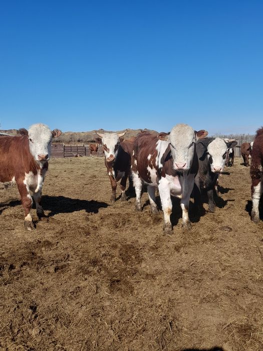 Продам быков с откорма